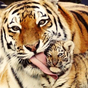 tiger_cub_bodyfabulous